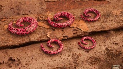 Produktfotos Piercingschmuck Schnecke