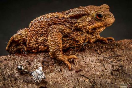 Produktfotos Piercingschmuck mit Stein und Kröte